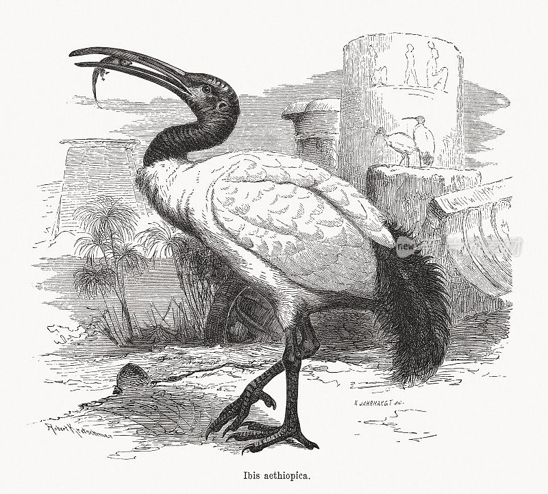 非洲圣朱鹭(Threskiornis aethopicus)，木刻，1891年出版